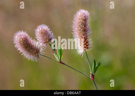 Nahaufnahme von Haresfoot Clover / Rabbitfoot Klee (Trifolium Arvense) in Blüte Stockfoto