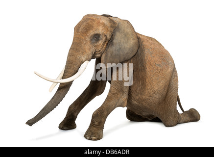 Afrikanischer Elefant, Loxodonta Africana, kniend vor weißem Hintergrund Stockfoto