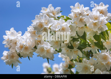 Süße Mock-Orange, Englisch Hartriegel (Philadelphus Coronarius) Strauch in Blüte, in Südeuropa heimisch Stockfoto