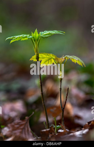 Ahorn (Acer) Baum Sämling / Bäumchen wachsen im Wald im Frühjahr Stockfoto
