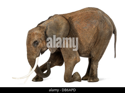 Afrikanischer Elefant, Loxodonta Africana, kniend vor weißem Hintergrund Stockfoto