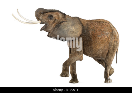 Seitenansicht eines afrikanischen Elefanten, Loxodonta Africana, vor weißem Hintergrund durchführen Stockfoto