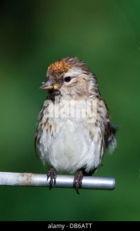 Redpoll weiblich thront auf einem feeder Stockfoto