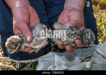 Vogel-Ringer halten zwei beringt Steinkauz (Athene Noctua) Nestlingszeit beringt mit Metallring am Bein Stockfoto