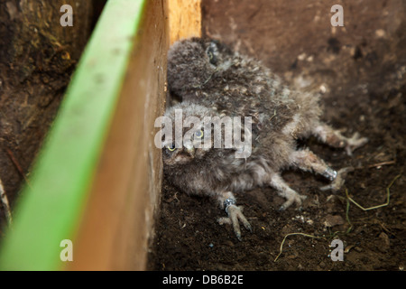 Zwei beringten Nestlingszeit platziert im Nistkasten für Steinkauz (Athene Noctua) nach Streifenbildung mit Metallring am Bein Stockfoto