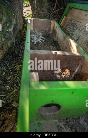 Beringter Nestlingszeit zurück in offenen Nistkasten für Steinkauz (Athene Noctua) nach Klingeln mit Metallringen auf Beinen platziert Stockfoto