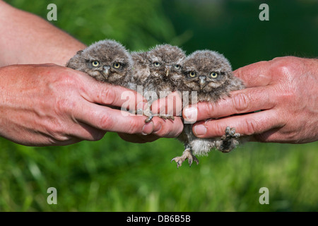 Vogel-Ringer halten drei beringt Steinkauz (Athene Noctua) Nestlingszeit beringt mit Metallringen auf Beinen Stockfoto