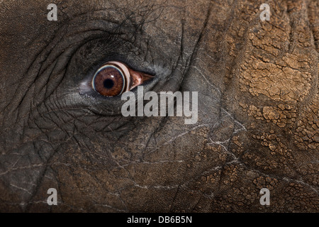 Nahaufnahme eines afrikanischen Elefanten, Loxodonta Africana, Auge Stockfoto