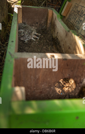 Nestlingszeit zurück im geöffneten Nistkasten Steinkauz (Athene Noctua) platziert nach läuten mit Metallband am Bein beringt Stockfoto