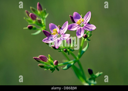 Nahaufnahme von Tausendgüldenkraut-Arten (Jahrhunderts) in Blüte Stockfoto