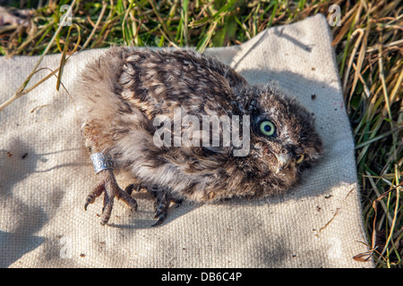 Steinkauz (Athene Noctua) Owlet beringt mit Metallring am Bein von Vogel Klingelton im Frühjahr Stockfoto