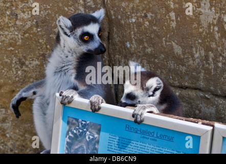 Ring-Tailed Lemuren (Lemur Catta), Amazon Welt, Newchurch, Isle Of Wight, England Stockfoto