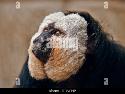 White-faced Saki Affen (Pithecia Pithecia) männlich Stockfoto