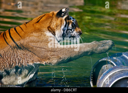 Aysha, weiblichen Bengal-Tiger (Panthera Tigris Tigris), Isle Of Wight Zoo, Sandown, Isle Of Wight, England Stockfoto