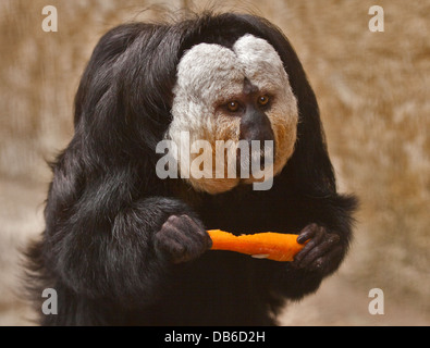 White-faced Saki Affen (Pithecia Pithecia) männlich Essen eine Karotte Stockfoto