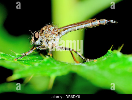 Robber Fly thront auf einem Blatt der Pflanze. Stockfoto