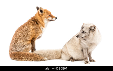 Rotfuchs, Vulpes Vulpes, sitzt neben Polarfuchs, Vulpes Lagopus, vor weißem Hintergrund Stockfoto