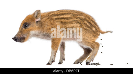 Wildschwein, Sus Scrofa, 2 Monate alt, auch bekannt als Wildschwein Stuhlgang vor weißem Hintergrund Stockfoto