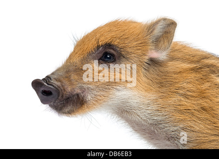 Wildschwein, Sus Scrofa, 2 Monate alt, auch bekannt als Wildschwein wegschauen vor weißem Hintergrund Stockfoto