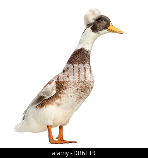 Männliche Crested Ente, Lophonetta Specularioides, vor weißem Hintergrund Stockfoto