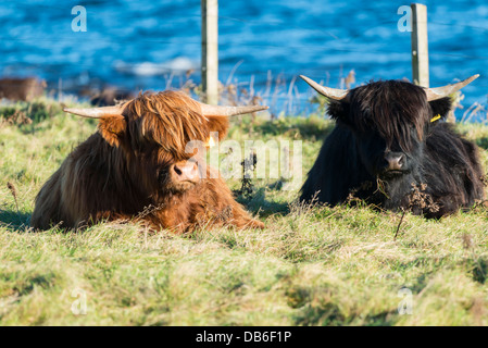 Paar von Hochlandrindern in einem Feld direkt am Meer im Süden Kinryre Schottland Stockfoto