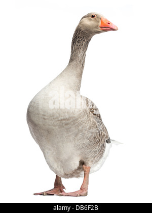 Inländische Gans, Anser Anser Domesticus, stehend vor weißem Hintergrund Stockfoto