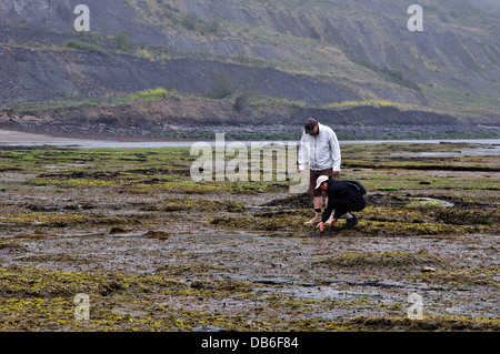 Zwei Personen Rock pooling bei breiten Sims Lyme Regis Dorset UK Stockfoto