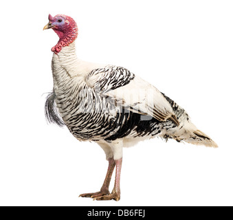 Wilder Truthahn, Meleagris Gallopavo, stehend vor weißem Hintergrund Stockfoto