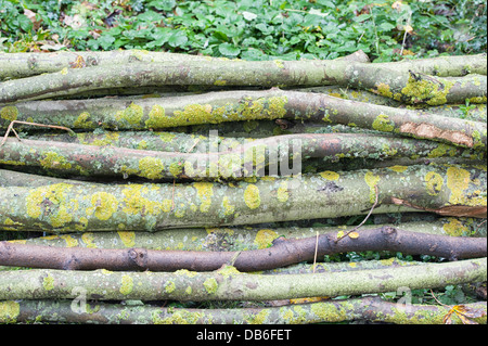 Im Herbst wurden die Äste auf dem Boden zusammengelegt Stockfoto