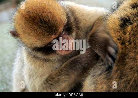 Berberaffen, Barbary Affe Pflege ein anderer Affe, Gibraltar Stockfoto