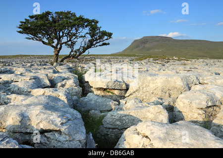 Ein einsamer Baum wächst im Kalkstein Pflaster auf weiße Narben, mit dem Gipfel des Ingleborough im Hintergrund, Yorkshire Dales Stockfoto