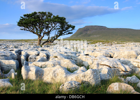 Ein einsamer Baum wächst im Kalkstein Pflaster auf weiße Narben, mit dem Gipfel des Ingleborough im Hintergrund, Yorkshire Dales Stockfoto