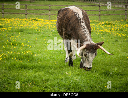 Eine englische Longhorn Kuh füttern auf einer grünen Wiese. Stockfoto