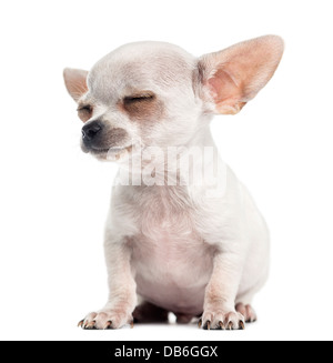 Chihuahua Welpen, 4 Monate, mit Augen sitzen vor weißem Hintergrund geschlossen Stockfoto