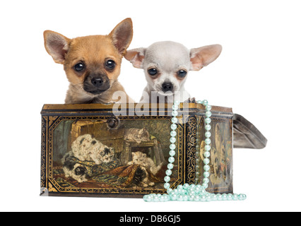 Zwei Chihuahua Welpen, 4 Monate alt, in Vintage-Box vor weißem Hintergrund Stockfoto