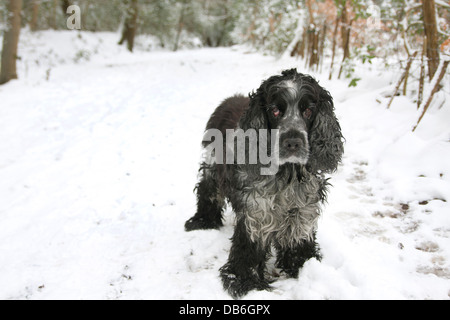 ältere Cocker Spaniel im Schnee Stockfoto