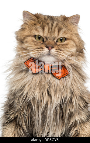 Close-up of British Longhair Katze in Fliege vor weißem Hintergrund Stockfoto