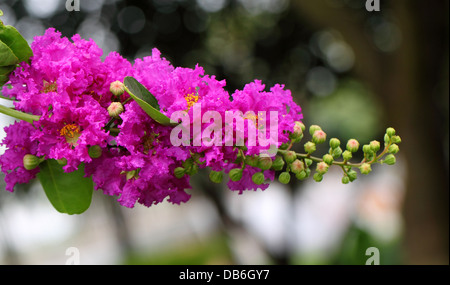 Lagerstroemia Speciosa oder Jarul Blume des indischen Subkontinents Stockfoto