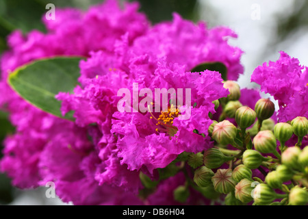 Lagerstroemia Speciosa oder Jarul Blume des indischen Subkontinents Stockfoto