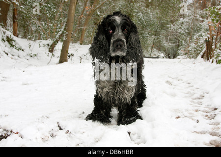 ältere Cocker Spaniel im Schnee Stockfoto