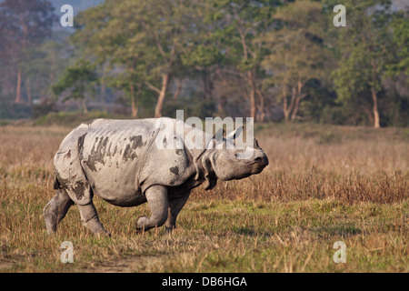 Einem gehörnten Nashorn unterwegs, Kaziranga Nationalpark, Indien. Stockfoto