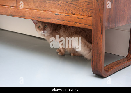 nervös somalischen ältere weibliche Katze versteckt unter Tisch Stockfoto