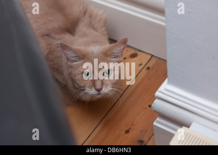 Ältere weibliche Somalikatze Stockfoto