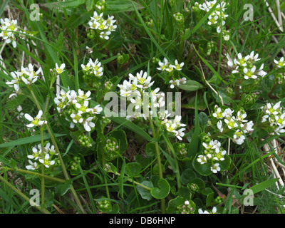 Cochlearia Officinalis (gemeinsame Skorbut-Grass) im Frühjahr, UK Stockfoto