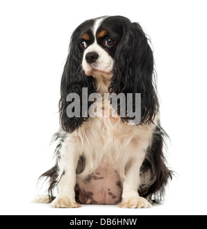 Cavalier King Charles Spaniel sitzend vor weißem Hintergrund Stockfoto