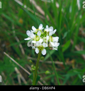 Cochlearia Officinalis (gemeinsame Skorbut-Grass) im Frühjahr, UK Stockfoto