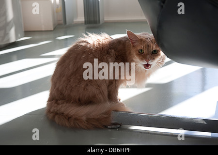 nervös älteren weiblichen Somalikatze Stockfoto