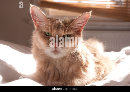 Ältere weibliche Somalikatze Stockfoto