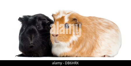 Zwei Meerschweinchen nebeneinander vor weißem Hintergrund Stockfoto