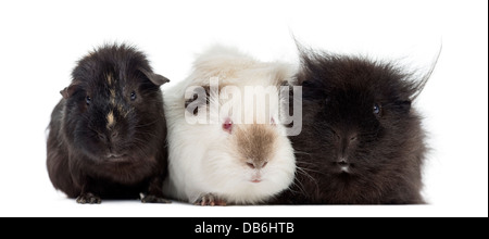 Drei Meerschweinchen nebeneinander vor weißem Hintergrund Stockfoto